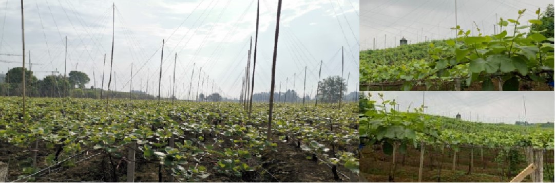 91精品国产自产在线老师啪